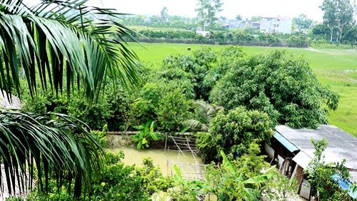 Những khu vườn rộng rãi, nặng trĩu trái cây của sao Việt mang đến không gian rộng rãi, chan hòa với thiên nhiên. Trong ảnh là nông trang rộng 10.000m2 của nghệ sĩ Giang Còi (Lê Hồng Giang) ở ngoại thành Hà Nội. Tại đây, anh tự tay trồng cây, nuôi gà, nuôi chim như một nông dân thứ thiệt. Ảnh: Khám phá.