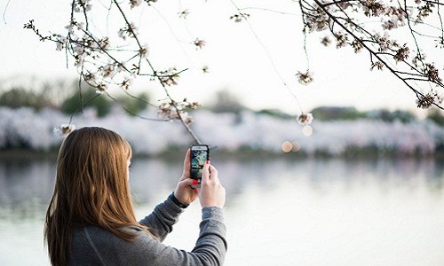  Hoa anh đào khoe sắc dưới bức ảnh được chụp từ iPhone. Ảnh: Cherryblossom.