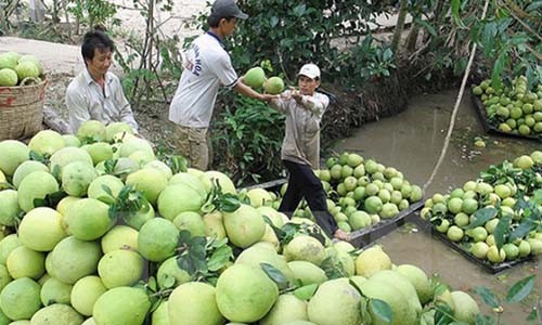 Lạ lùng thương lái Trung Quốc ráo riết mua trái cây non 