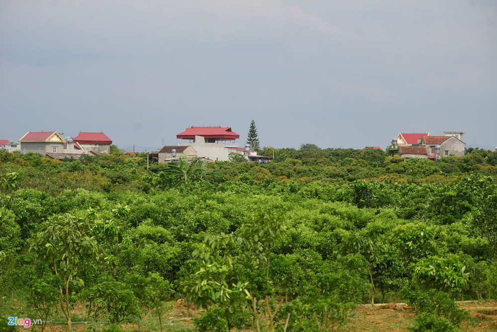 Những ngày qua, người trồng  vải thiều Bắc Giang tại các xã Hồng Giang, Phượng Sơn, Quý Sơn (huyện Lục Ngạn, Bắc Giang)... đứng ngồi không yên do hàng nghìn hecta (ha) vải không ra quả. Một số vườn khác, cho ra quả chỉ bằng 1/10 so với những năm trước.