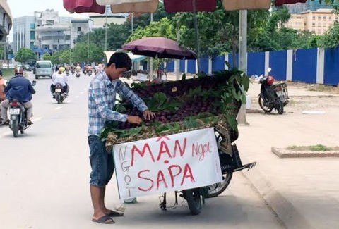 Hiện, mùa mận tại Việt Nam đã về cuối vụ, sản lượng chỉ còn ít. Đây cũng là lúc  mận Trung Quốc ồ ạt tràn sang, gắn mác "mận Việt Nam". Ảnh: Zing.