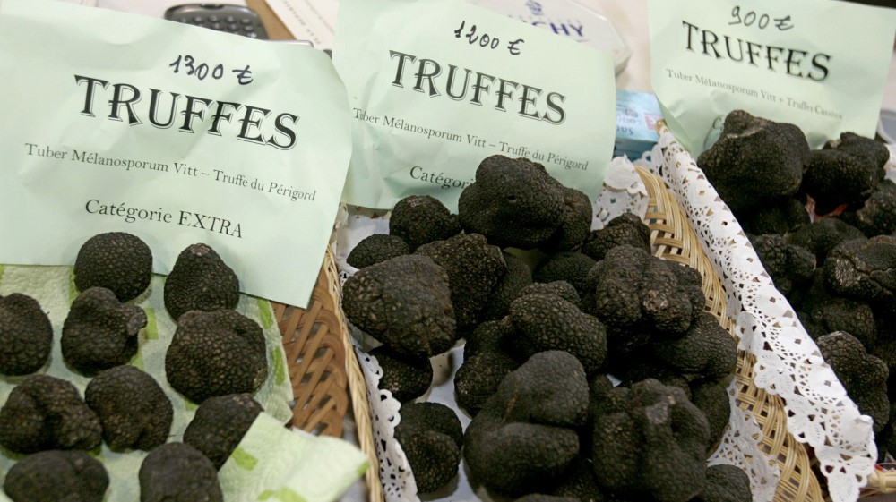  Nấm truffle nổi tiếng là loại nấm ăn hiếm và đắt đỏ nhất thế giới. Nó được coi là "kim cương" của mọi loại thực phẩm bởi chất lượng tuyệt hảo và giá siêu đắt 3.600 USD/450g. Ảnh: Wordpress.