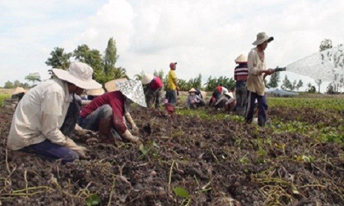 Khoai lang rớt giá chưa từng có, nông dân miền Tây điêu đứng 