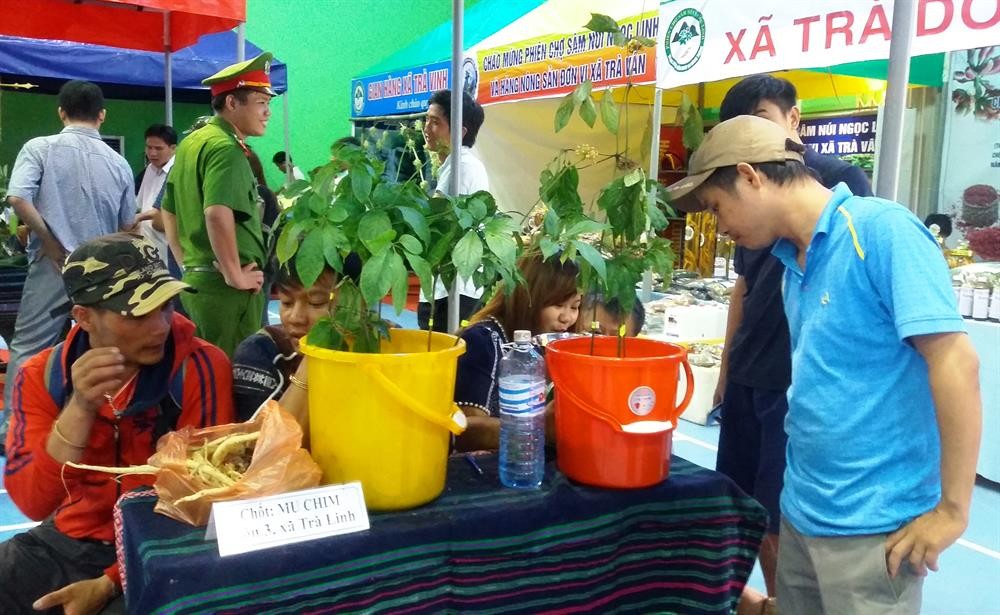  Chợ sâm núi Ngọc Linh nằm trong chuỗi quảng bá thương hiệu sâm quốc gia, giúp các hộ trồng sâm có nơi tiêu thụ ổn định và đặc biệt ngăn chặn tình trang buôn bán sâm giả. Ảnh: Lao động.