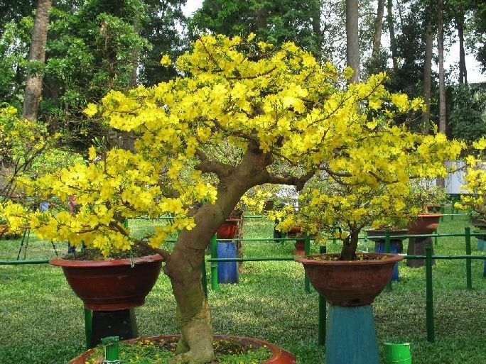 Không ngào ngạt sắc hương như nhiều loài hoa khác nhưng hoa mai là biểu tượng của sự may mắn, tốt đẹp. Chính vì vậy mà hoa mai là  cây cảnh được ưa chuộng đặc biệt trong dịp cuối năm của người Việt. Ảnh: Hoasaigon.