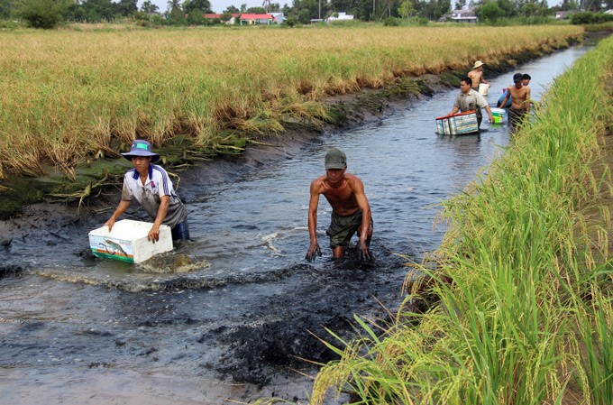 Vài năm gần đây, mô hình nuôi tôm càng xanh xen canh trên ruộng lúa ở nhiều địa phương tại Cà Mau tăng nhanh. Ảnh: Dân Việt.