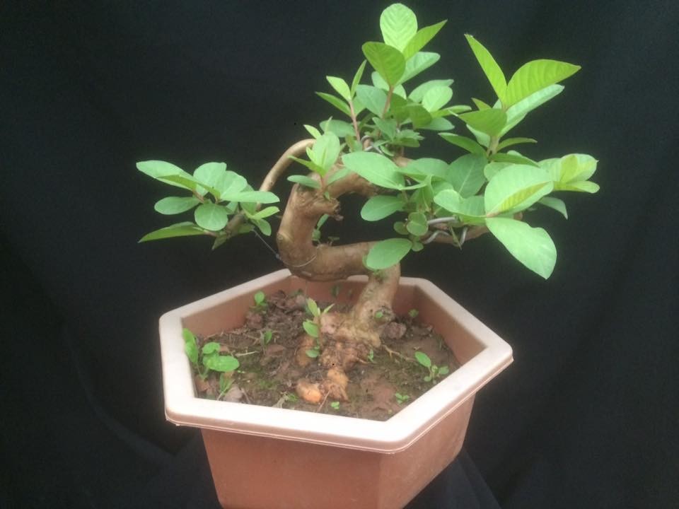  Ổi bonsai có dáng uốn nghệ thuật siêu đẹp.