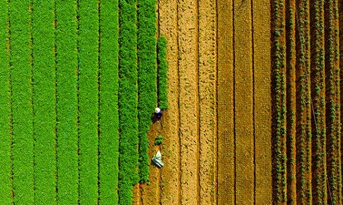 Vào thời điểm cuối năm, người dân các xã vùng bãi ngang của Quỳnh Lưu như Quỳnh Minh, Quỳnh Lương, Quỳnh Bảng đang nhộn nhịp vào vụ thu hoạch rau màu. Ảnh: Thành Cường