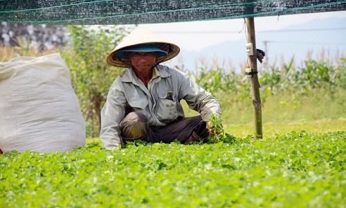 Bỏ qua nhiều lời khuyên trồng cây gì, nuôi con gì, lão nông Hà Ngọc Phi (xã Điện Minh, thị xã Điện Bàn, Quảng Nam) quyết định thuê đất để trồng loại  rau dại mọc khắp bờ ruộng. Ảnh: Vietnamnet.