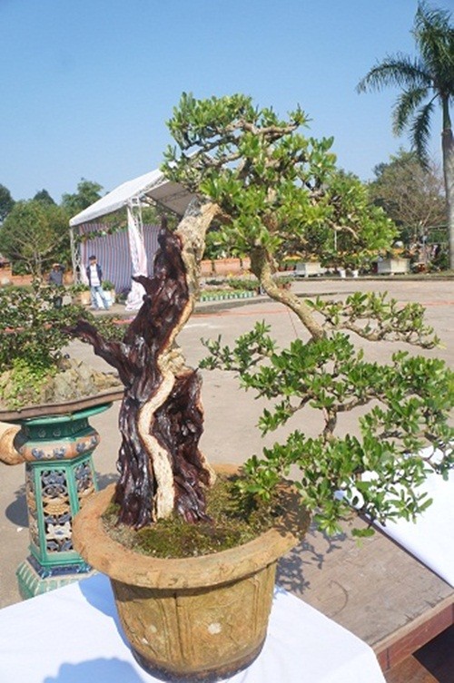 Cây cảnh bonsai tuy có giá thành cao ngất ngưởng nhưng vẫn được giới chơi cây cảnh "săn" riết ráo. Thậm chí, có người sẵn sàng bỏ ra cả cây vàng để mua về chưng Tết.