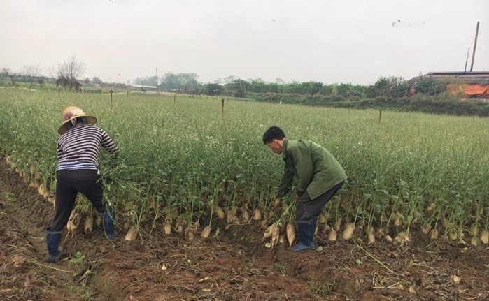 Gần một tháng nay nhiều nông dân ở Mê Linh, Hà Nội "khóc mếu" vì  củ cải trắng rớt giá thê thảm dù đang chính vụ. Ảnh: VTCnews.