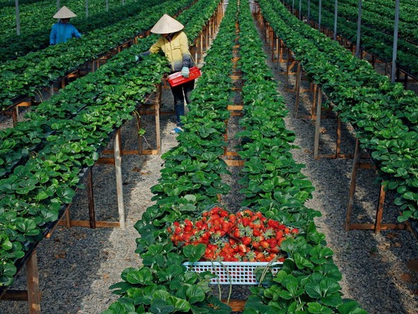 Bên cạnh đào, mận, hay hồng giòn, cao nguyên Mộc Châu (Sơn La) còn có một sản vật mới được du khách ưa chuộng, đó là  dâu tây. Ảnh: Dulichtructhang.