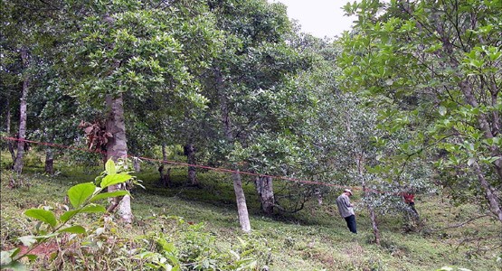 Lạng Sơn là tỉnh có diện tích trồng  hoa hồi lớn nhất cả nước với 35.000 ha, phân bố ở hầu hết các huyện, thành phố trong tỉnh. Ảnh: Baolangson.