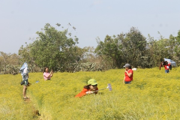 Những ngày gần đây, xã Xuân Hải (huyện Ninh Hải, Ninh Thuận) thu hút nhiều bạn trẻ khắp nơi ghé thăm bởi cánh đồng hoa thì là nở vàng ruộm đẹp mắt. Ảnh: Dân Việt.