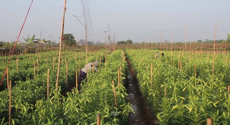 Những ngày cuối tháng 3, nhiều vườn  hoa loa kèn ở Tây Tựu (Hà Nội) nở sớm đã sẵn sàng cho thu hoạch. Ảnh: Lao động.