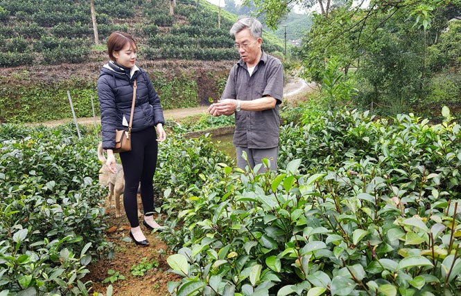 Mấy chục năm gắn bó ở vùng chè nổi tiếng thuộc xã Tức Tranh, huyện Phú Lương (Thái Nguyên), nhưng ông Phạm Văn Dung đang chọn cho mình một hướng đi khác với giống  chè tím mới lạ. Ảnh: Báo Thái Nguyên.