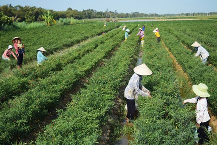 Những năm qua, phong trào trồng  ớt chỉ thiên ở Trà Vinh phát triển mạnh do giá ớt ổn định, trung bình khoảng 15.000 đồng/kg. Ảnh: MT&amp;CS.