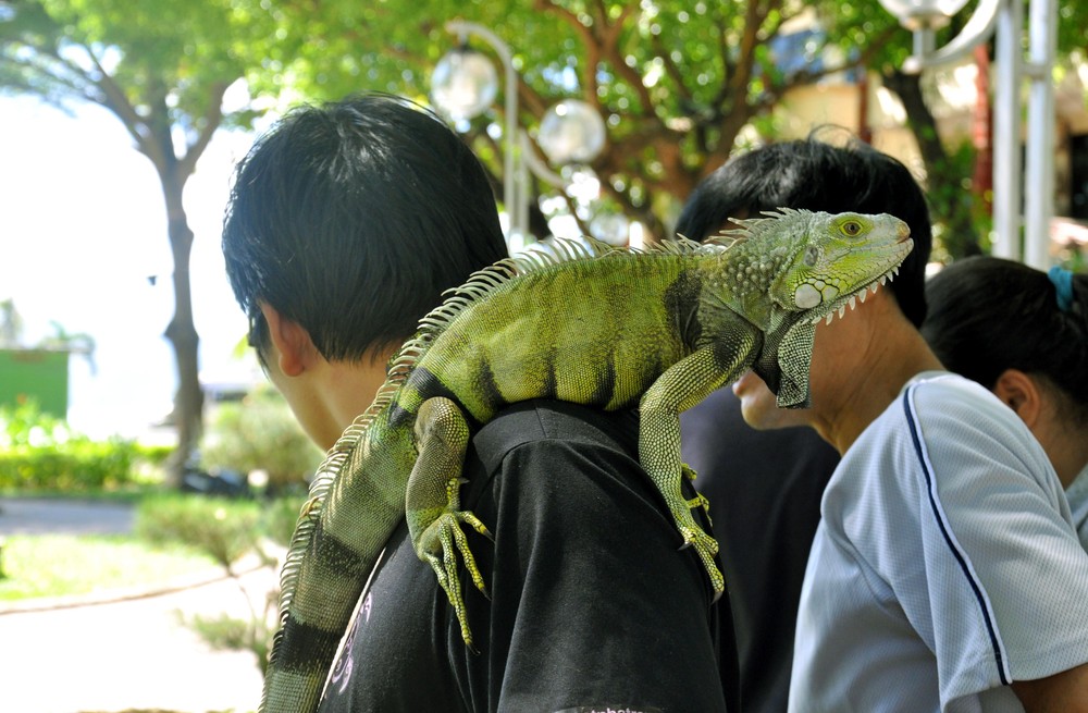 Vài năm gần đây, nhiều bạn trẻ giới nhà giàu Việt chọn  cự đà Nam Mỹ (hay còn gọi là rồng Nam Mỹ) để làm thú cưng. Ảnh: Đời sống &amp; Pháp lý.