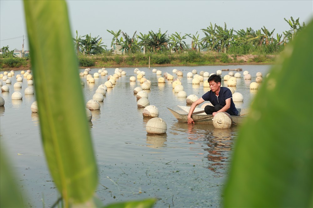 Anh Đinh Văn Việt được xem là người thành công nhất trong mô hình  nuôi trai lấy ngọc nước ngọt ở Yên Khánh, Ninh Bình. Ảnh: Lao động.