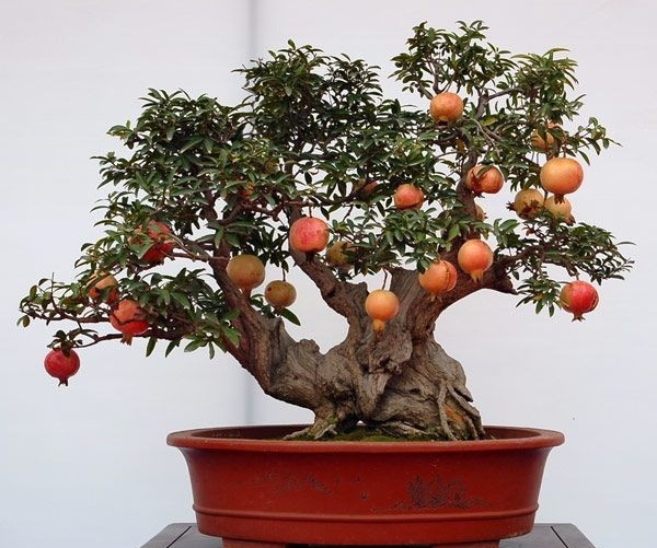 Lựu  bonsai đẹp mắt với thân gỗ xù xì, cổ kính. Ảnh: 163.