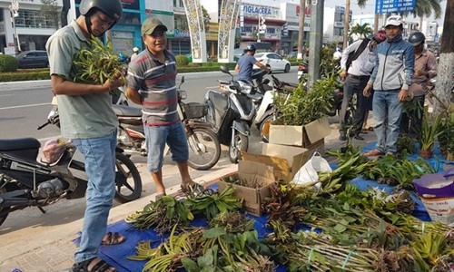 Mỗi dịp cuối tuần, những người chơi lan lại tìm về  chợ lan rừng họp trên vỉa hè đường Điện Biên Phủ, TP. Đà Nẵng. Ảnh: CAĐN.