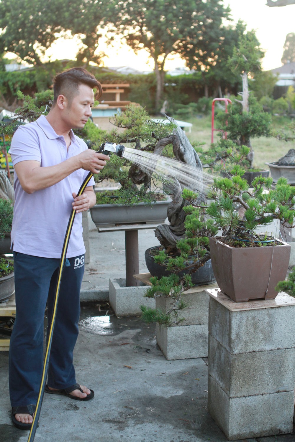 Là một trong những  sao Việt có thú chơi cây cảnh, Bằng Kiều hiện sở hữu vườn bonsai rộng vài trăm mét vuông trên đất Mỹ. Ảnh: Zing.