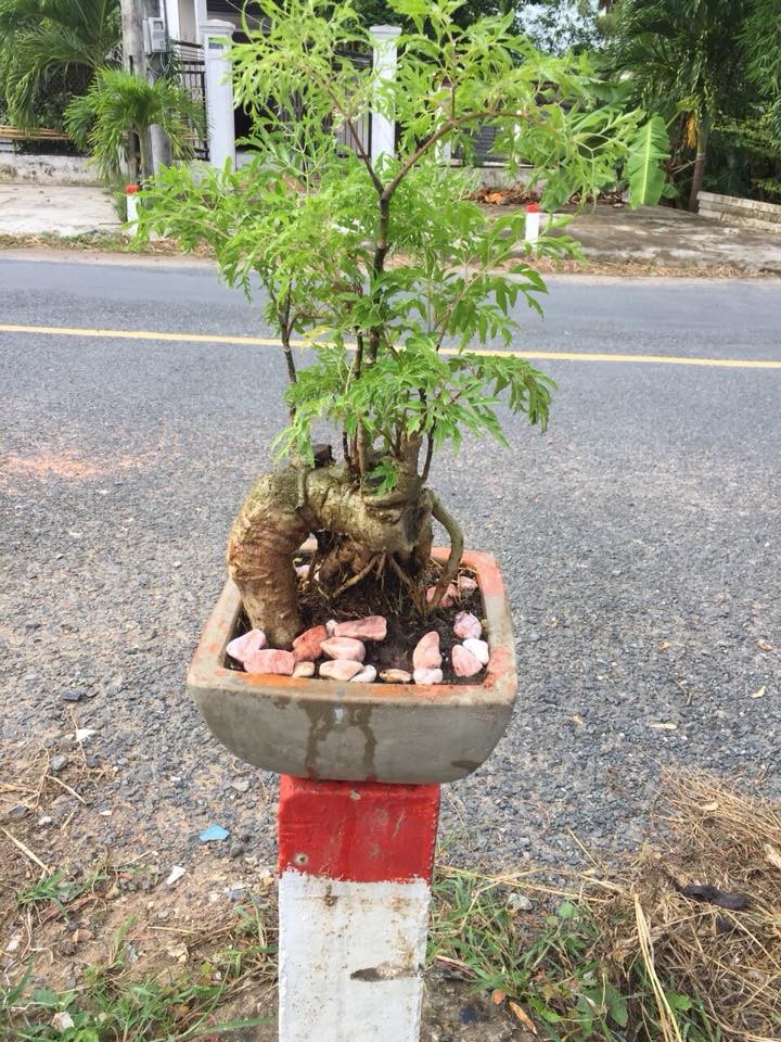 Đinh lăng  bonsai làm cảnh có ưu điểm nổi bật là ít công chăm sóc, không tốn chi phí thay cây thường xuyên do có tuổi thọ kéo dài. Ảnh: FB Minh Nguyen.