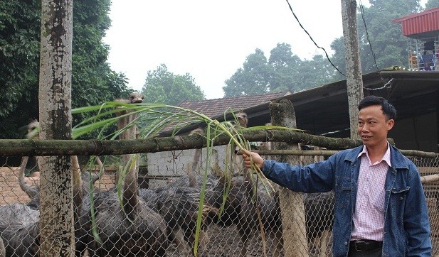 Được mệnh danh là "vua đà điểu", trang trại của ánh Nguyễn Văn Trung ở huyện Ba Vì (Hà Nội) luôn duy trì khoảng 400 con  đà điểu/lứa/năm. Ảnh: Dân Việt.