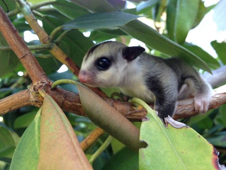 Sóc bay Úc (Sugar Glider) là một trong những mốt chơi  thú cưng tý hon thời thượng mới xuất hiện ở Việt Nam vài năm gần đây. Ảnh: Petxinh.