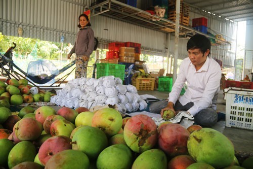 Theo nguồn tin trên báo Người lao động, giống  xoài Úc khổng lồ (khoảng hơn 1kg/trái) năm nay mất mùa nên rất khan hiêm hàng. Ảnh: Nld.