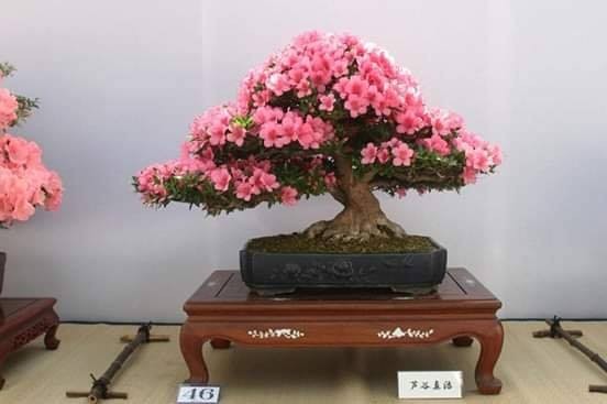 Bên cạnh các cây cổ thụ, bonsai hoa Nhật Bản cũng được các nghệ nhân đặc biệt ưa chuộng. Ảnh: FB Đỗ Quyên Nhật Bản.