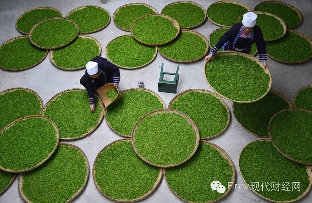 Cuộc sống của người dân Trung Quốc không thể tách rời khỏi trà, do đó văn hóa trà đã lưu hành ở Trung Quốc hàng ngàn năm. Trong ảnh là một  làng nghề sản xuất trà truyền thống ở huyện Lê Bình, tỉnh Quý Châu. Ảnh: Sohu.