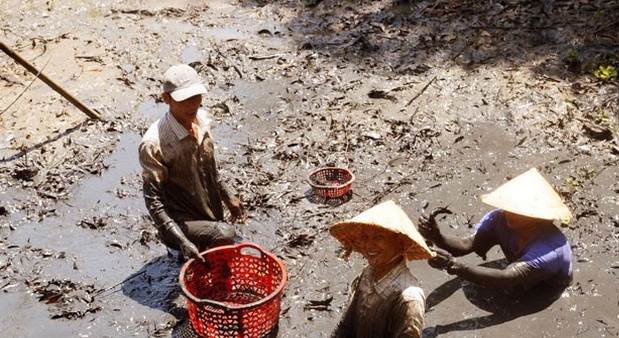 Mùa khô đến, nước trên các đồng lúa ở miền Tây bắt đầu cạn là lúc  cá đồng lũ lượt rút vào các ao, đìa bùn lấm để trú ngụ. Ảnh: Dân Việt.