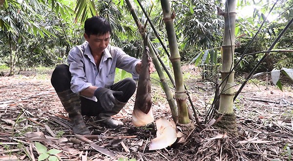 Theo Báo Bà Rịa-Vũng Tàu, vài năm gần đây, một số hộ nông dân trên địa bàn các huyện Châu Đức, Xuyên Mộc (tỉnh Bà Rịa - Vũng Tàu) tận dụng diện tích đất ven kênh thủy lợi, đất trũng không trồng được các loại cây ăn trái để  trồng tre lấy măng. Ảnh: Báo Bà Rịa-Vũng Tàu.