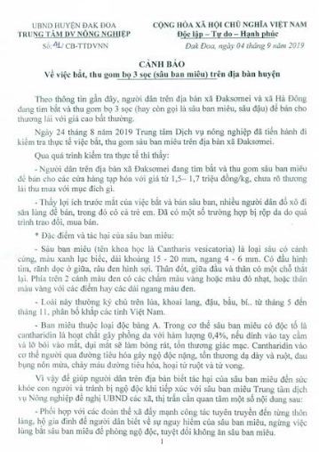 Trung tâm dịch vụ Nông nghiệp huyện Đăk Đoa-Gia Lai, vừa phát đi cảnh báo về việc bắt, thu gom  bọ 3 sọc (hay còn gọi là sâu ban miêu, sâu đậu) trên địa bàn huyện. Ảnh: Congly.