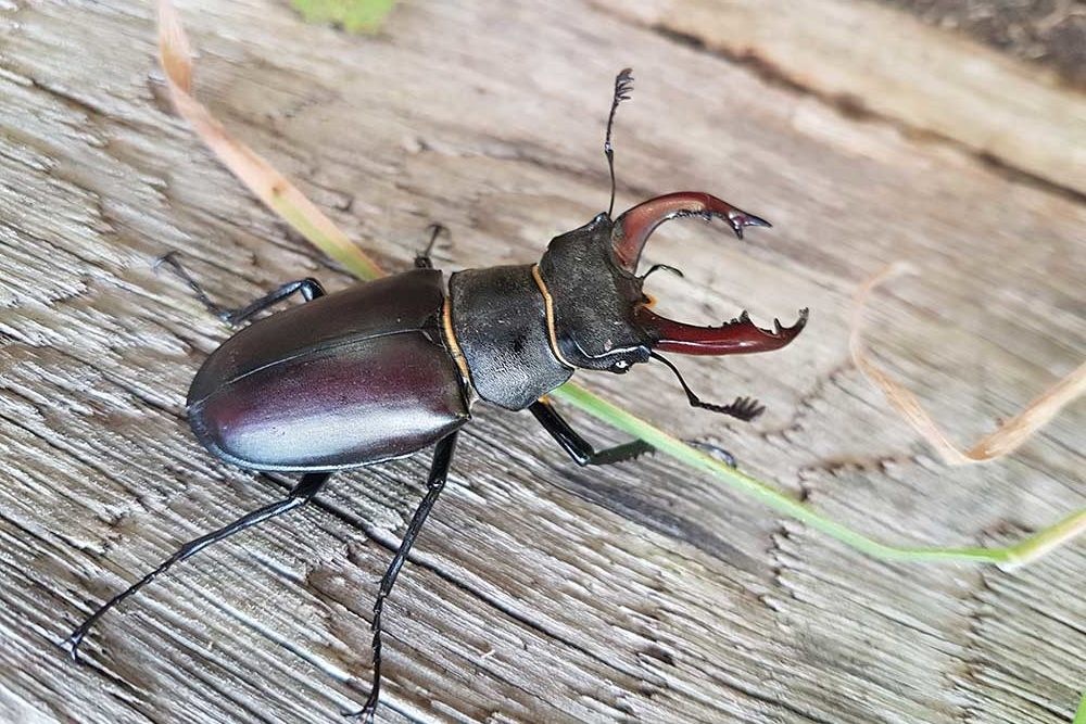 Nhìn sơ qua,  bọ cánh cứng sừng hươu (Stag Beetle) chẳng có gì đặc biệt nhưng lại có mức giá lên đến 89.000 USD ( tương đương 1,78 tỷ đồng). Ảnh: Pets.