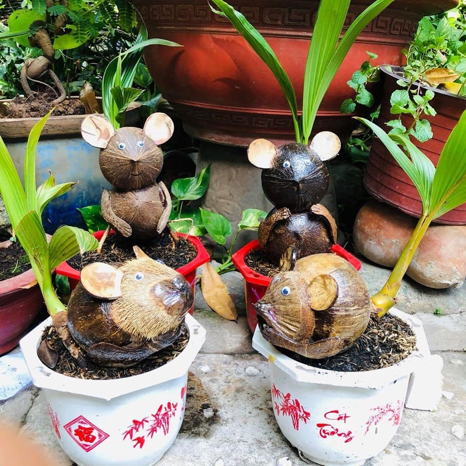 Mới đây, trên thị trường xuất hiện loạt  bonsai dừa hình chuột vô cùng mới lạ. Ảnh: Facebook.