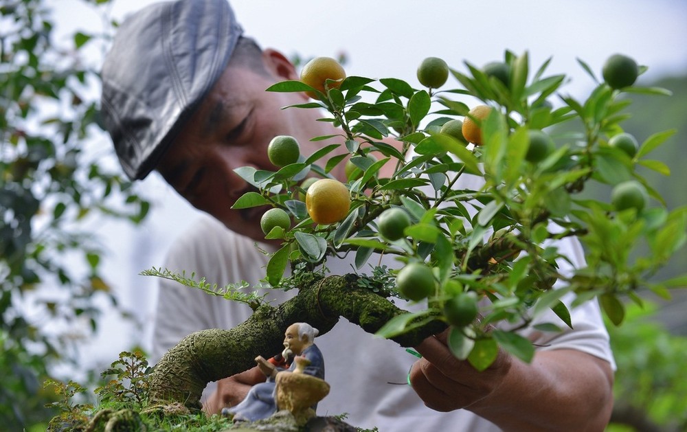 Chỉ còn hơn nửa tháng nữa là đến Tết Nguyên đán Canh Tý 2020, nhà vườn Trương Ngọc Xuân (Bắc Từ Liêm, Hà Nội) đang gấp rút tung ra thị trường những loại  quất cảnh mới phục vụ khách hàng. Đáng chú ý là quất thăng tiến vô cùng độc đáo. Ảnh: Zing.