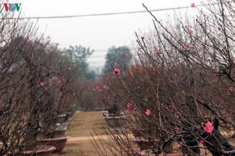 Từ bao đời nay, mỗi khi nói đào là người ta nghĩ ngay đến  làng trồng đào Nhật Tân nức tiếng đất kinh kỳ. Nhờ thổ nhưỡng nằm ven sông Hồng, lại kế bên Tây hồ lộng gió, nên đào Nhật Tân có sắc thắm hơn cả. Ảnh: VOV.