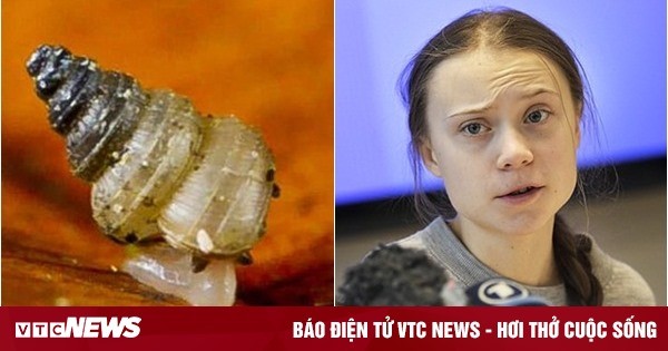 Ốc sên siêu nhỏ mới phát hiện được đặt tên theo Greta Thunberg