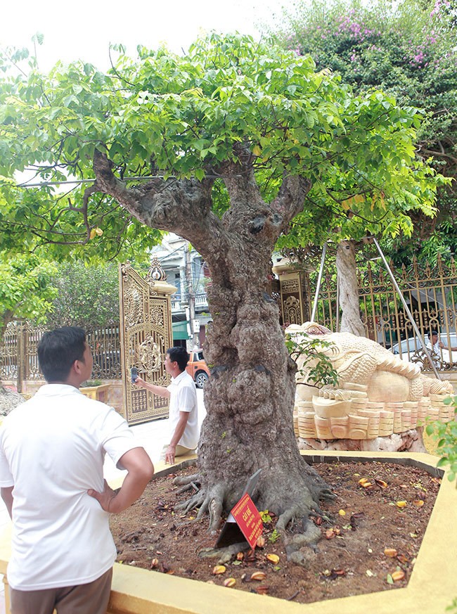 Khu vườn cây cảnh của anh Phan Văn Toàn (còn gọi là Toàn “đô la”, ở TP.Việt Trì, Phú Thọ) quy tụ hàng trăm cây cảnh khác nhau, trong đó có  cây khế cổ tuổi đời khoảng 400 năm. Ảnh: Dân Việt.