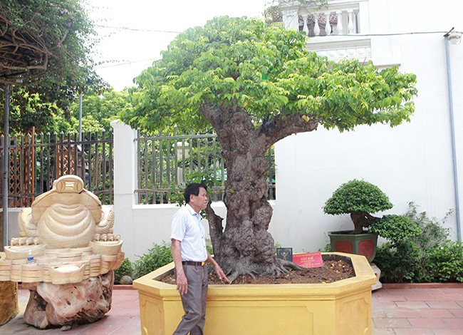 Trong vườn nhà đại gia Toàn “đô la” (ở TP. Việt Trì, Phú Thọ) có một tác phẩm  khế cổ thụ tuổi đời khoảng 400 năm. Ảnh: Dân Việt.