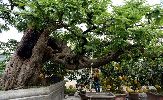 Nghệ nhân Nguyễn Thanh Bình (TP HCM) sở hữu  cây me cổ với dáng thế bonsai mềm mại được nhiều người ví von như hình thác đổ. Ảnh: Người đưa tin.