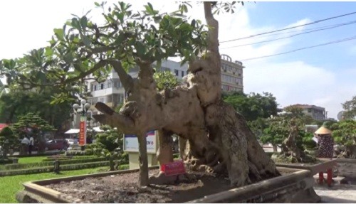 Mãn nhãn cây hoa sữa dáng “voi một ngà”, khách trả 6 tỷ không bán