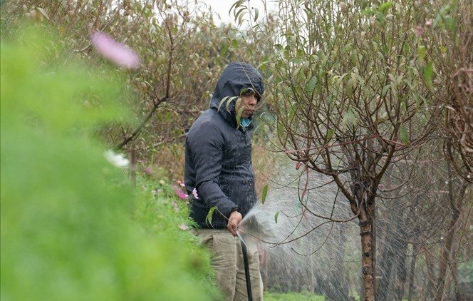 Tại  làng nghề trồng hoa Nhật Tân (Hà Nội), các nhà vườn trồng đào khẩn trương bắt tay vào những công đoạn cho mùa vụ năm nay. Ảnh: Lao động.