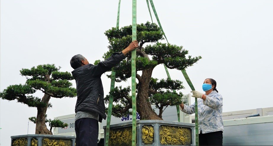 Festival Sinh vật cảnh Hà Nội năm 2021 là nơi quy tụ hàng trăm tác phẩm sinh vật cảnh đến từ nhiều tỉnh, thành trên cả nước. Trong đó, đáng chú ý là những chậu bonsai thế lạ và độc…Ảnh: Lao động