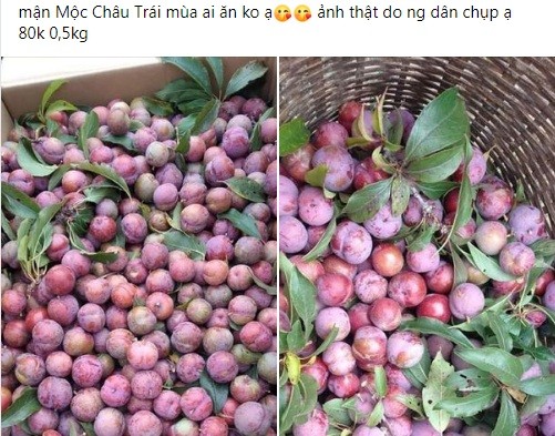 Những ngày gần đây, trên chợ mạng xuất hiện nhiều tiểu thương rao bán  mận trái mùa với giá từ 150.000 - 200.000 đồng/kg. Thậm chí, có nơi bán tới 220.000 đồng/kg.