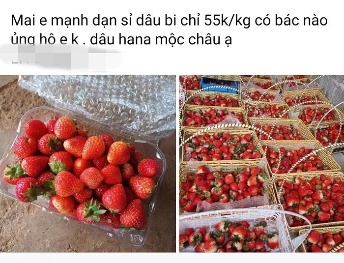 Dâu tây vốn được biết đến là loại quả đắt đỏ với giá bán từ 200.000-450.000 đồng/kg (tùy loại). Tuy nhiên, những ngày gần đây,  dâu tây được rao bán tràn lan chợ mạng với giá "siêu rẻ" khiến chị em giật mình.