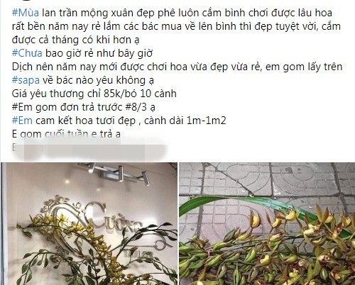 Thời gian gần đây, trên thị trường, lan Trần Mộng được rao bán theo cành với giá rẻ "chưa từng thấy", chỉ dao động 70.000-150.000 đồng/bó 10 cành, tức chỉ khoảng 8.000-15.000 đồng/cành.