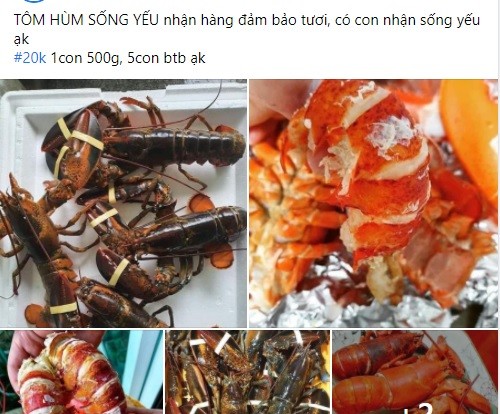  Tôm hùm vốn được coi là loại hải sản có giá đắt đỏ. Thông thường, để thưởng thức 1kg tôm hùm khách hàng phải chi ra số tiền không hề nhỏ. Tuy nhiên, trên chợ mạng xuất hiện nhiều bài đăng bán tôm hùm với giá rẻ chưa từng thấy, chỉ từ 20-39.000 đồng/con. Ảnh chụp màn hình